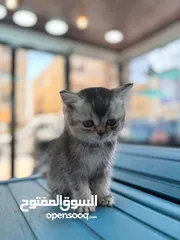  3 سكتش فولد و سكتش ستربت