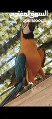  5 ببغاء مكاو Blue and Gold متكلم مواجهه اليف عجينه ثوب كامل وبجنن وافلح من ذكر الله وشوف الوصف