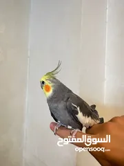 8 ببغاء كوكتيل اليف مدرب عند افضل مدربين ببغاء  صلاه النبي لعوب