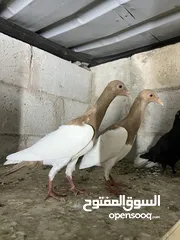  19 فراخ للبيع