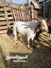  2 تيوس محليه للبيع