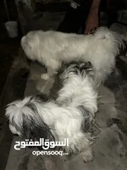  9 كلاب مالتيز للبيع بسعر مغري قابل للتفاوض بشيء بسيط