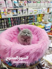  2 قطه سكوتش فولد العمر 60 يوم صحه ونظافه
