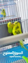  6 كوكتيل روز وحب