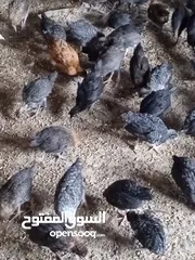  1 والصلاه والسلام على رسول الله صلى الله عليه وسلم متاح صيصان بلدى البزره الاصليه نظافه وصحه وعافيه تم