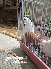  13 حمام اوزبيك روسي  وكالوت  نخب النخب