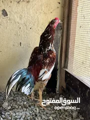  18 فرصه للبيع مجموعة طيور ب اسعار مميزه  شاهد الوصف