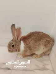  2 ارنب ذكر بلدي فرنسي شغال 100% صحه ممتازه جدا تب نظافه الوزن 3 كيلو والعمر تقريبا سنه.              .