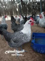  26 بيض بلدي طبيعي العين ابو ظبي 