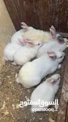  1 جوز ارانب بلدي مع ولادهم