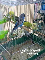 2 طيور حب زواج للبيع اشي مرتب اقرأ الوصف