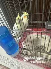  6 ببغاء  كوكتيل بدون قفص