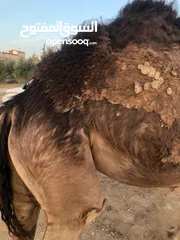  1 ناقه ثنيه طيبه قصا باللحم شغل ضحيه