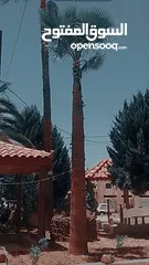  1 اشجار نخيل