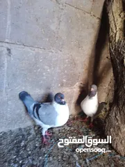  1 حمام للبيع