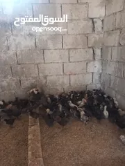  8 فراخ دجاج بلدي للبيع
