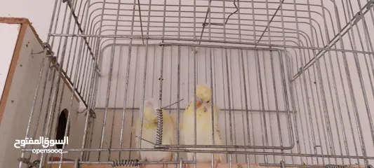  3 جوز هوقو رومو بصلاة عل نبي