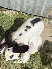  26 أرانب بصحة فوق الممتازه و مأكل ومشرب من افضل ما يكون مختلفة الأنواع و الأحجام والأعمار للبيع حصرا