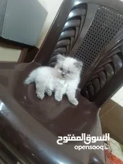  3 قط ذكر هملايا عمر 40 يوم