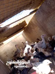  4 صيصان للبيع