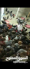  2 صيصان بلدي للبيع عدد 150  يأكلن العمر شهرين  نضافه وصحة ما شاءالله