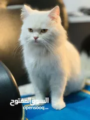  1 قط شيرازي لطيف جداً