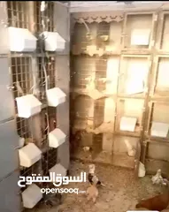  5 قنون 8 عيون مع معالف ومشارب اتوماتيك عدد 5 قنون