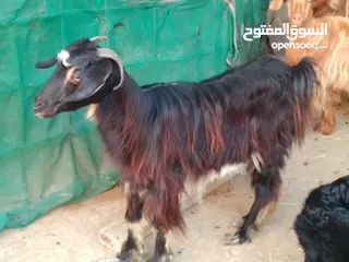  2 حلال عماني للبيع