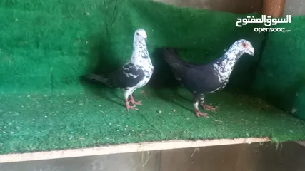  3 ثلاثه جواز شغاله البدل على طيور حب