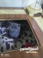  1 بريتش مع فل بكج احضر الريلز
