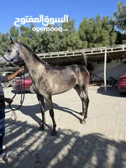  12 خيل عربي خصي ابن الرشيم