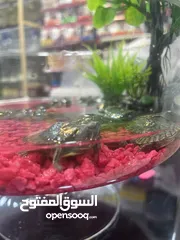  5 سلاحف مائية امازوني مميز جدا من النوادر تابع الوصف
