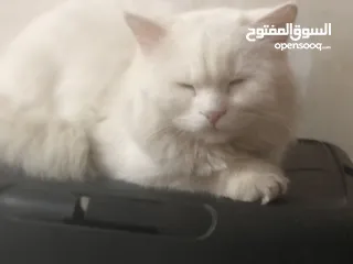  3 معروض تبني ذكر