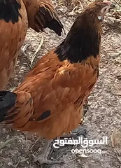  2 جاج فورولك ولهان