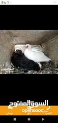  5 زغاليل طازجه جاهزه للطبخ الجوز 2.50 من الآخر مهما كانت الكميه