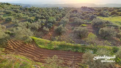  2 5.5 دونم مزرعة بالسلط باطلالة بانورما على فلسطين للبيع بسعر مغري قابل للتفاوض للجادين