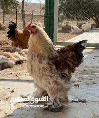  2 للبيع -ديوك (براهيمي )حجم كبير وفخم بسعر ولا بالخيال الواحد 20دينار والكوم 50 الحق حالك