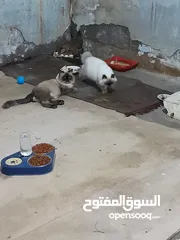  9 قطط هملايا ذكر وانثى وصغيرهن