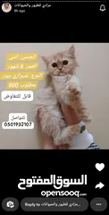  3 قطط شيرازي بمختلف الاعمار