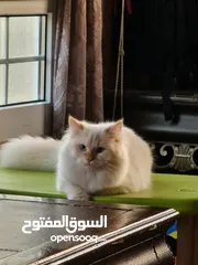  3 قط شيرازي حليبي فاتح