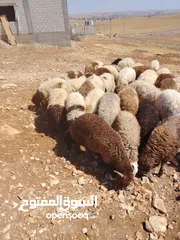  4 خرفان اضاحي نخب