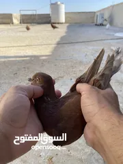  23 كوم حمام للبيع