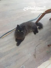  4 قط من ام بيجي فيس واب ھملايا