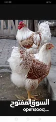  1 بيض فواخر دجاج الزينة العملاق والمقزم للفقاسات نظام اطقم كما موضح بالصور