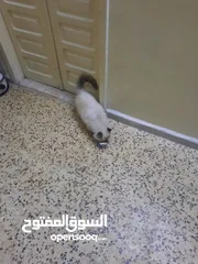  4 هملايا شوكلت