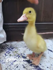  5 فرخ بطة  بطوط للبيع