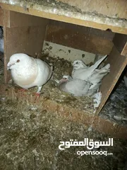  11 طيور حمام للبيع