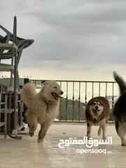  6 كلب هاسكي اصلي الحجم الكبير