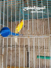 3 كاري واحد هوزو فحل وطيره مقمره بلديه راس خرزه