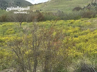  21 استراحة استثماريه للبيع مطله على وادي الريان قوشان مستقل 3،5 دونم مشجرة بالكامل مع مواقف سيارات